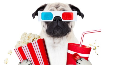 Cinebau, ora si può andare al cinema col cane – RADIO DEEJAY