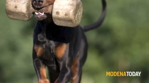 A Campogalliano una gara per “arruolare” i cani delle forze dell'ordine – ModenaToday