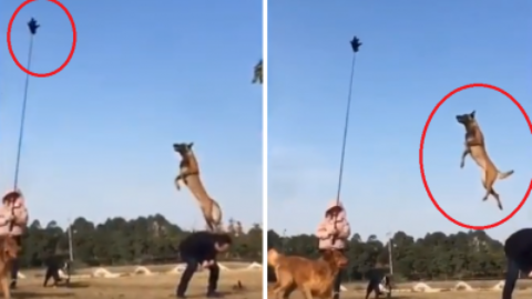 Quanto può saltare in altezza un cane? – www.amoreaquattrozampe.it (Blog)