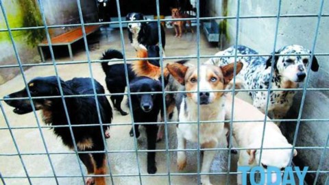Chiusura del canile, 5 cani morti di parvovirosi: “Ad aprile lavori … – RavennaToday