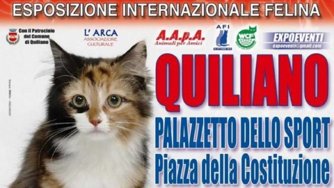 A Quiliano esposizione internazionale felina: in mostra i gatti più … – Il Vostro Giornale