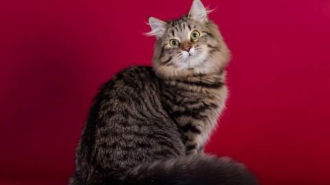 'Un gatto per amico', l'esposizione internazionale felina sbarca in … – Il Reporter (Blog)