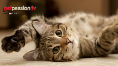 Sai come scattare la foto perfetta ad un gatto? – Petpassion.tv