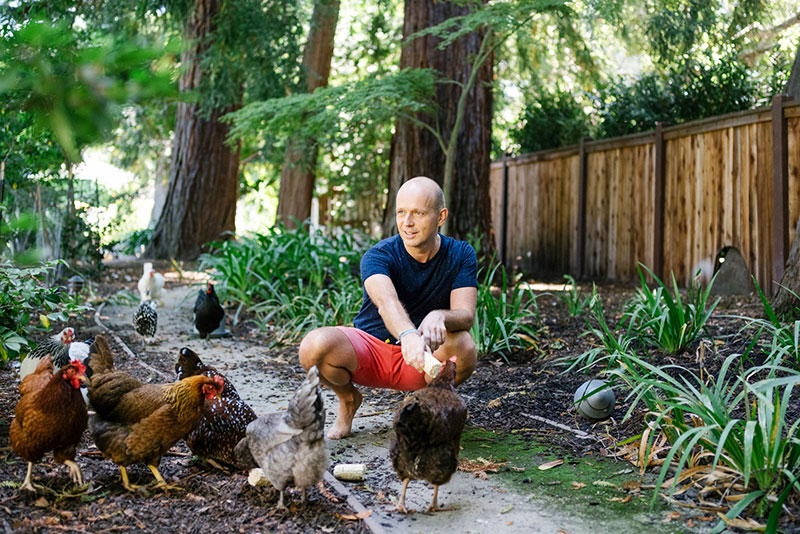 Galline in Silicon Valley: sono loro i nuovi animali domestici dei big dell’hi-tech | Tuttosullegalline.it