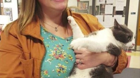 Insegnante trova un gatto nello zaino di uno studente: ecco come ci … – Velvet Pets