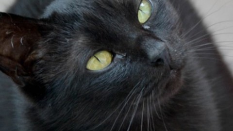 Uccide il gatto in lavatrice e ne gioisce: petizione di oltre 300mila … – Il Fatto Quotidiano