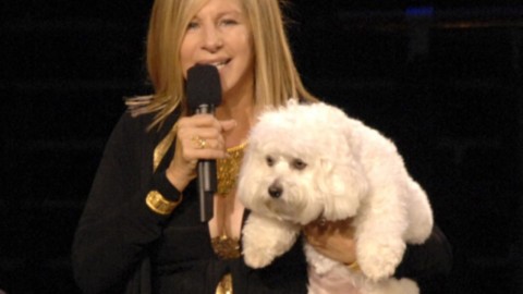 Barbra Streisand ha fatto clonare il suo cane – Blasting News