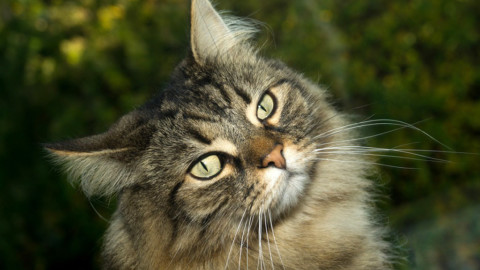 Il gatto norvegese delle foreste, un felino socievole che arriva dal nord – LifeGate