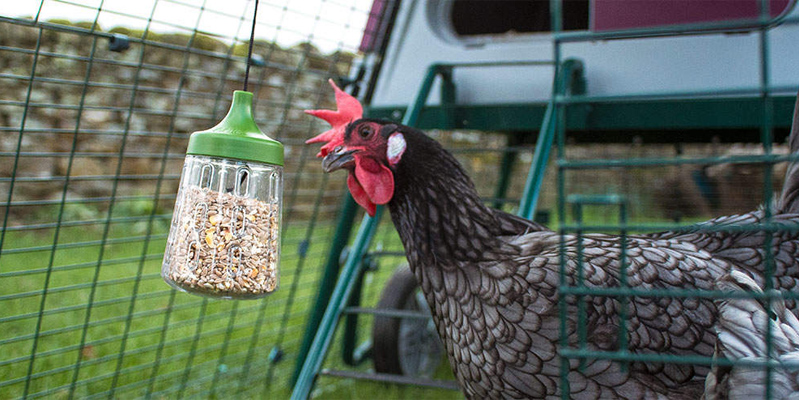Peck Toy Omlet per galline