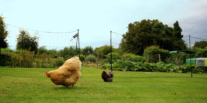 Rete Omlet per delimitare gli spazi adibiti alle galline