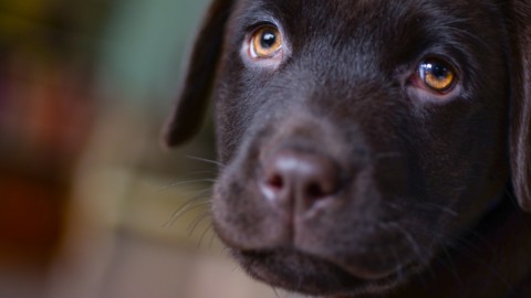 Pet Therapy all'Università: coccolare un cane allevia lo stress degli … – eHabitat