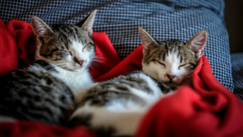Gatti che vivono in casa: 5 idee per renderli sani e attivi – GreenStyle