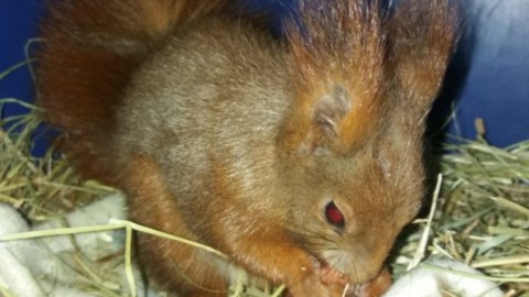 Cane senza guinzaglio: aggredito uno scoiattolo rosso nei giardini … – Qui Brianza News (Comunicati Stampa) (Blog)