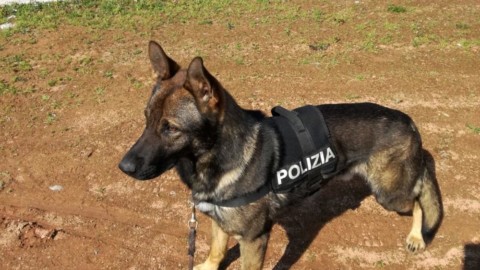 Debutta Tarol, il nuovo cane poliziotto e alla prima uscita trova oltre … – PadovaOggi