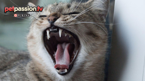 Igiene orale e salute dentale del gatto – Petpassion.tv