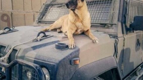 Muore Jimmy, cane antiesplosivo del contingente italiano in Libano – Il Tempo
