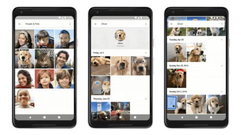 Ora Google riconosce le razze di cani e gatti nelle tue foto – Wired.it