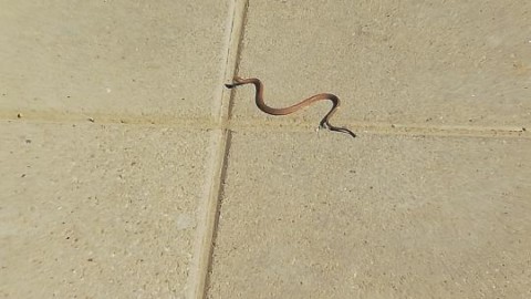 25/04/2018 – Serpente avvistato in spiaggia, curiosità e paura sul … – Primonumero.it
