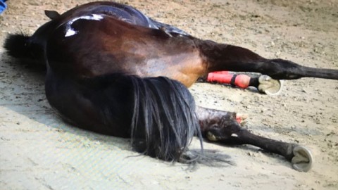 Legnano (MI): cavallo si frattura in pista, poi abbattuto. Accertare responsabilit&agrave;
