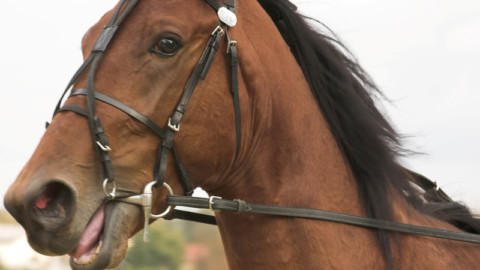 Messina: corse clandestine di cavalli. Corte d'Appello conferma condanne