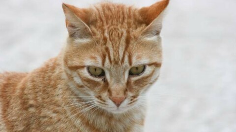 Mistero nel Mantovano: “Sono scomparsi almeno cento gatti rossi” – Quotidiano.net