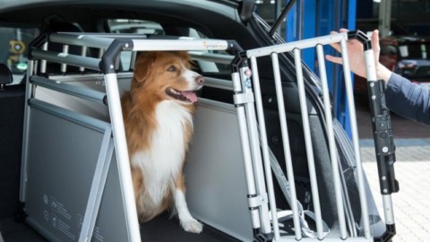 5 errori da non fare quando si viaggia con animali in auto – SicurAUTO.it (Blog)