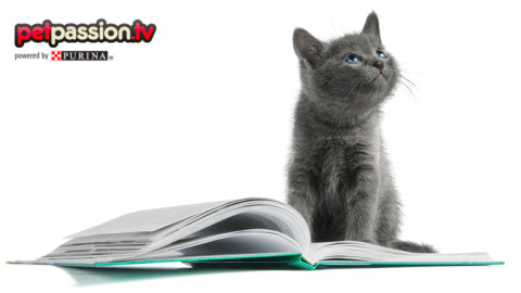 I gatti più famosi della letteratura – Petpassion.tv