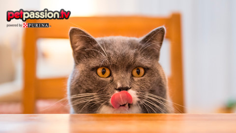Come allontanare i gatti da tavola? – Petpassion.tv
