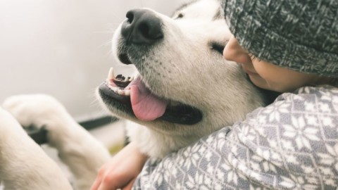 I cani invecchiano come l'uomo. Ecco come aiutarli contro disturbi e … – DiariodelWeb.it