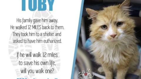 Ecco Toby, il gatto che ha percorso 20 chilometri per tornare a casa … – DiariodelWeb.it