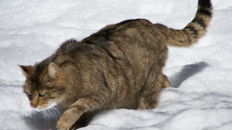 Il Gatto selvatico… minacciato dal cugino “domestico”. Guarda il video – MountainBlog (Comunicati Stampa) (Blog)