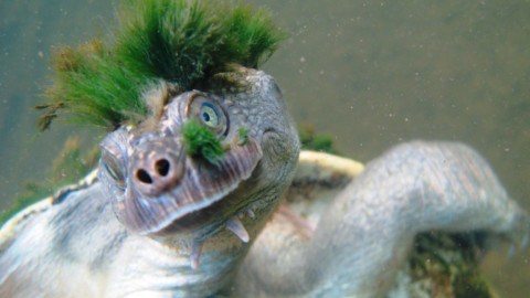 La tartaruga 'punk' che rischia l'estinzione – ANSA.it