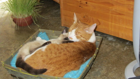 Oscar e Arthur, la storia di due gattini e della loro casa piena di amore – Petpassion.tv