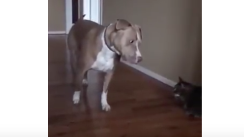 Il cane incontra il gatto: la sua paura è irresistibile [VIDEO] – Velvet Pets