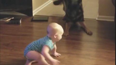 Il bimbo inizia a gattonare: il cane fa qualcosa di incredibile [VIDEO] – Velvet Pets