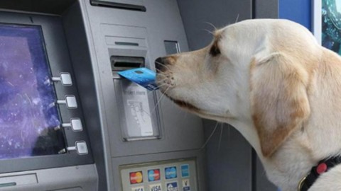 Cani e gatti potranno avere un proprio conto corrente presso Banca … – Blasting News