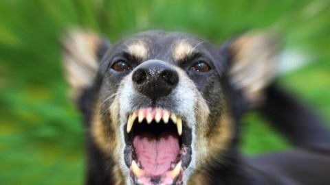Canada, bambino problematico curato con saliva di cane rabbioso – Corriere della Sera