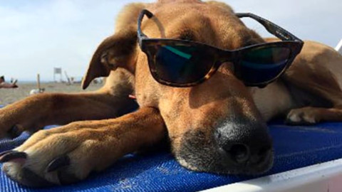 Baubeach: la prima spiaggia d'Italia per cani liberi e felici – RomaToday