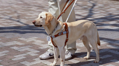 Corri dog, Giornata Nazionale del Cane Guida – Popolis