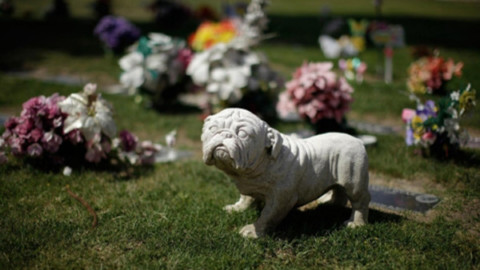 In Veneto sarà possibile seppellire cani, gatti e pets in giardino o in … – Il Sole 24 Ore