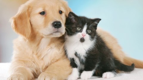 La Banca di Piacenza offre un conto corrente per cani e gatti – Meteo Web