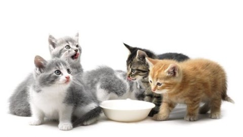 5 alimenti proibiti per il gatto – MondoGatti.com (Blog)