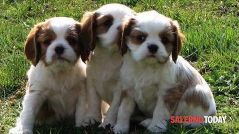 Monte San Giacomo, avvelenati 6 cuccioli di cane – SalernoToday