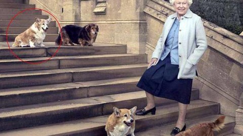 Morto Willow,« l'ultimo» cane corgi della regina Elisabetta – Corriere della Sera