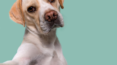 Dogsanity, quante emozioni prova un cane? – Vanity Fair.it