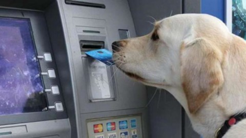 Da ora anche i cani potranno avere un conto corrente: ecco l'Istituto – Blasting News