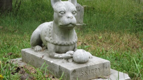 In Veneto ok a sepoltura animali da compagnia in giardino – ANSA.it