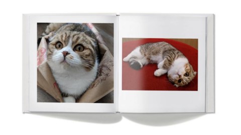 Google Lens: ora riconosce le razze di cani e gatti – Tech Station