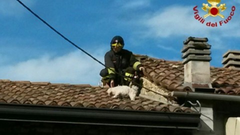 Insegue un gatto e finisce sul tetto, cagnolino salvato dai vigili del … – Gazzetta di Reggio