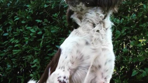 Il cane di famiglia sbranato in giardino da due meticci – Il Tirreno
